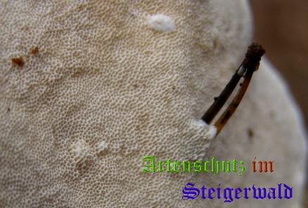 Copyright AiS / 2008 Albert Meier Bild zum Eintrag (28724-160)