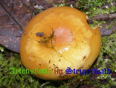 Copyright AiS / 2008 Albert Meier Bild zum Eintrag (28730-160)