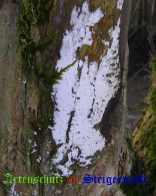 Copyright AiS / 2008 Albert Meier Bild zum Eintrag (28735-160)