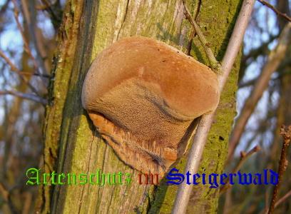 Copyright AiS / 2008 Albert Meier Bild zum Eintrag (28738-160)