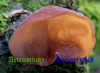 Copyright AiS / 2008 Albert Meier Bild zum Eintrag (28741-160)