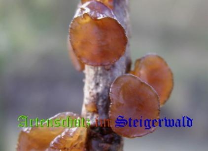Copyright AiS / 2008 Albert Meier Bild zum Eintrag (28745-160)
