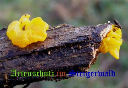 Copyright AiS / 2008 Albert Meier Bild zum Eintrag (28747-160)