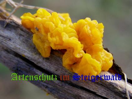 Copyright AiS / 2008 Albert Meier Bild zum Eintrag (28748-160)