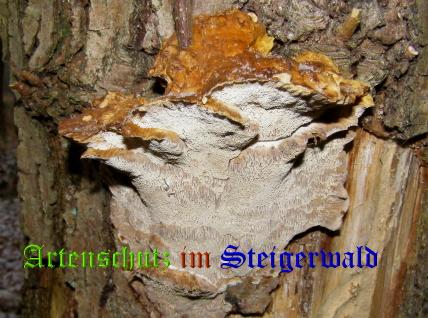 Copyright AiS / 2008 Albert Meier Bild zum Eintrag (28781-160)