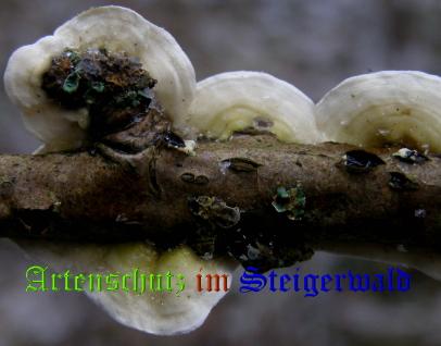 Copyright AiS / 2008 Albert Meier Bild zum Eintrag (28783-160)