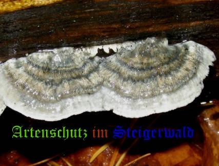 Copyright AiS / Albert Meier Bild zum Eintrag (28798-160)