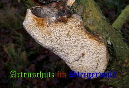 Copyright AiS / 2008 Albert Meier Bild zum Eintrag (28805-160)