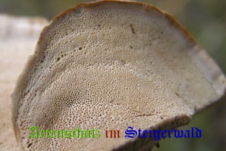 Copyright AiS / 2008 Albert Meier Bild zum Eintrag (28817-160)