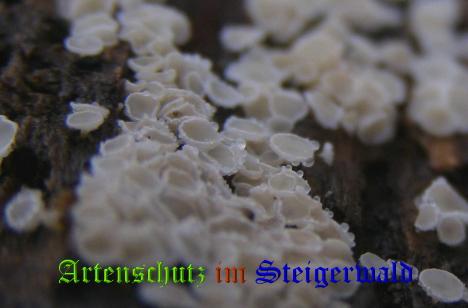 Copyright AiS / 2008 Albert Meier Bild zum Eintrag (28820-160)