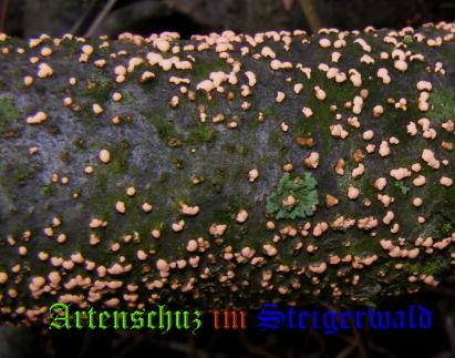 Copyright AiS / 2008 Albert Meier Bild zum Eintrag (28822-160)