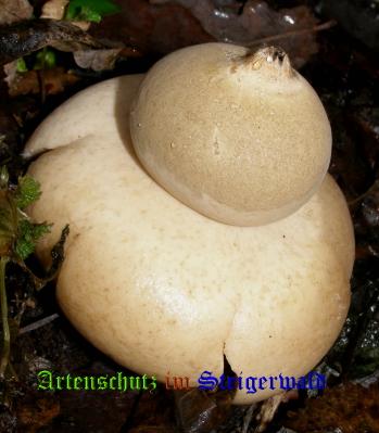 Copyright AiS / 2008 Albert Meier Bild zum Eintrag (28825-160)
