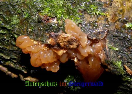 Copyright AiS / 2008 Albert Meier Bild zum Eintrag (28829-160)