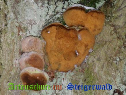 Copyright AiS / 2008 Albert Meier Bild zum Eintrag (28831-160)