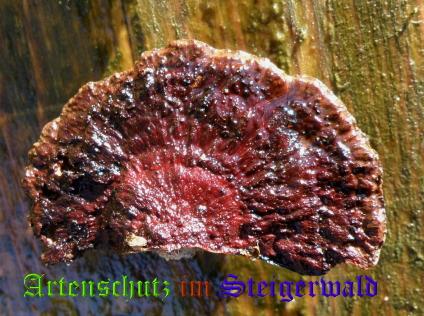 Copyright AiS / 2008 Albert Meier Bild zum Eintrag (28834-160)