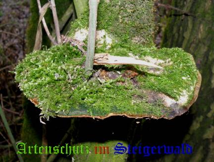 Copyright AiS / 2008 Albert Meier Bild zum Eintrag (28837-160)