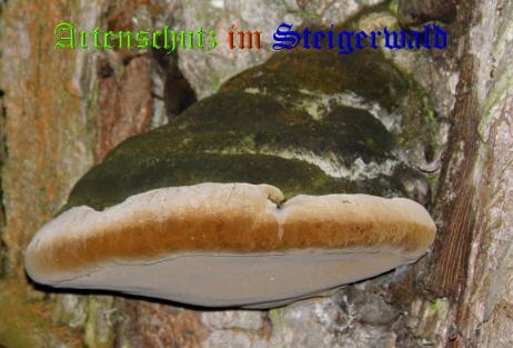 Copyright AiS / 2008 Albert Meier Bild zum Eintrag (28840-160)