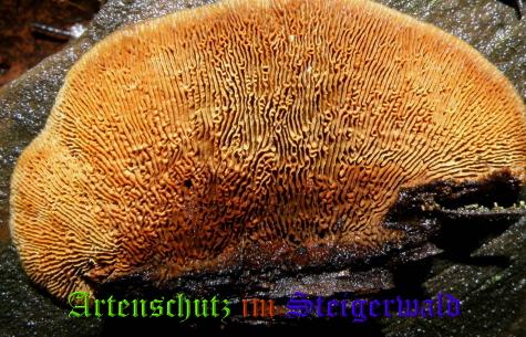 Copyright AiS / 2008 Albert Meier Bild zum Eintrag (28844-160)