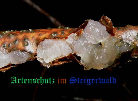 Copyright AiS / Albert Meier Bild zum Eintrag (28846-160)