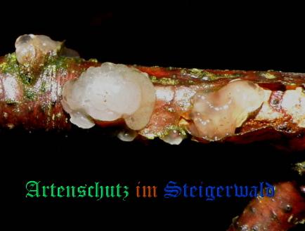 Copyright AiS / Albert Meier Bild zum Eintrag (28847-160)