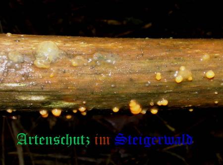 Copyright AiS / 2008 Albert Meier Bild zum Eintrag (28851-160)