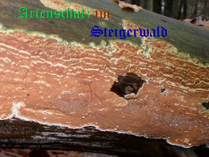 Copyright AiS / 2009 Albert Meier Bild zum Eintrag (28868-160)