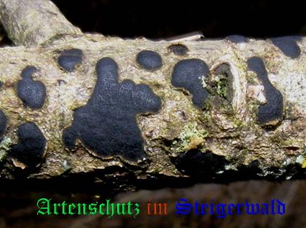 Copyright AiS / 2009 Albert Meier Bild zum Eintrag (28881-160)