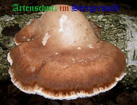 Copyright AiS / 2009 Albert Meier Bild zum Eintrag (28884-160)