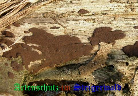 Copyright AiS / 2009 Albert Meier Bild zum Eintrag (28889-160)