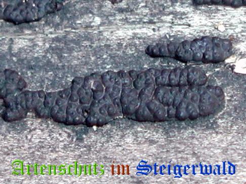 Copyright AiS / 2009 - Albert Meier Bild zum Eintrag (28910-160)