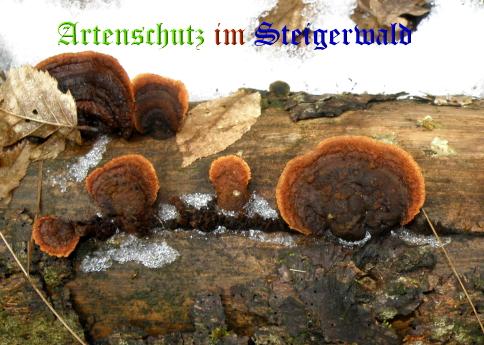 Copyright AiS / 2009 - Albert Meier Bild zum Eintrag (28921-160)