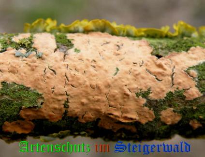 Copyright AiS / 2009 - Albert Meier Bild zum Eintrag (28923-160)