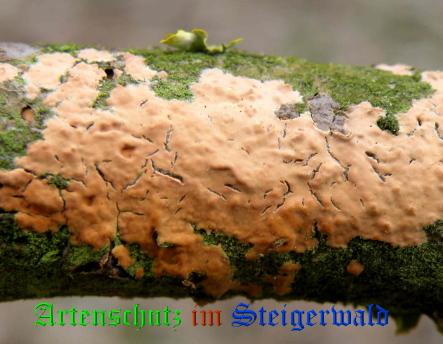 Copyright AiS / 2009 - Albert Meier Bild zum Eintrag (28924-160)