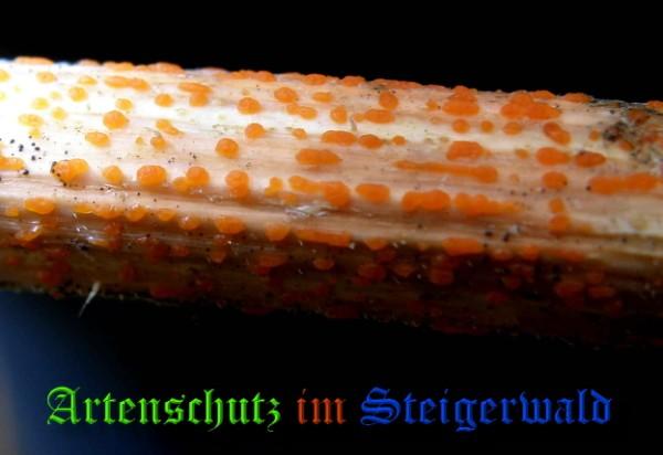 Copyright AiS / 2009 - Albert Meier Bild zum Eintrag (28944-160)