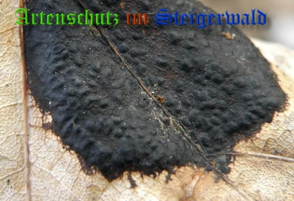 Copyright AiS / 2009 - Albert Meier Bild zum Eintrag (28949-160)