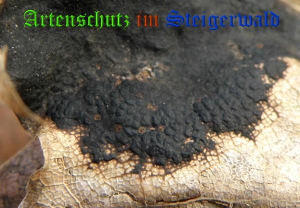 Copyright AiS / 2009 - Albert Meier Bild zum Eintrag (28950-160)