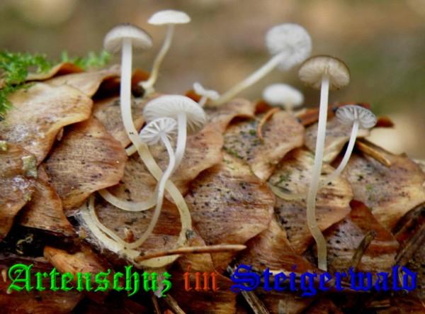 Copyright AiS / 2009 - Albert Meier Bild zum Eintrag (28952-160)