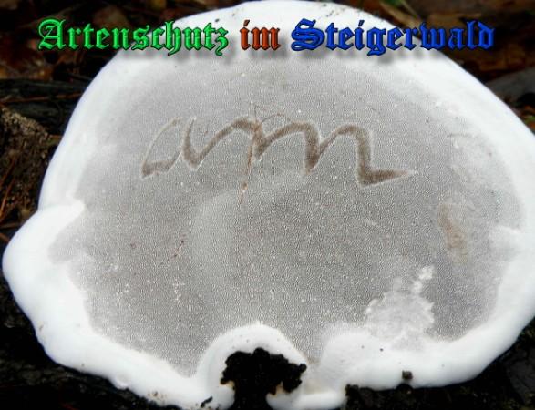Copyright AiS / 2009 - Albert Meier Bild zum Eintrag (28959-160)