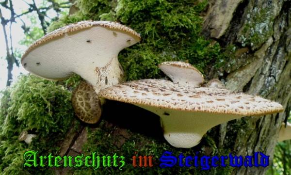 Copyright AiS / 2009 - Albert Meier Bild zum Eintrag (28968-160)