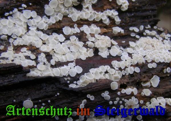 Copyright AiS / 2009 - Albert Meier Bild zum Eintrag (28974-160)