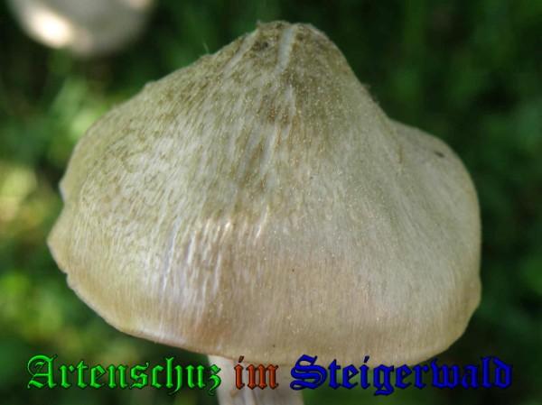 Copyright AiS / 2009 - Albert Meier Bild zum Eintrag (28977-160)