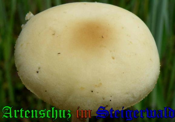 Copyright AiS / 2009 - Albert Meier Bild zum Eintrag (28982-160)