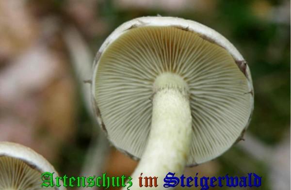 Copyright AiS / 2009 - Albert Meier Bild zum Eintrag (28985-160)