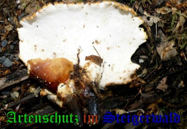 Copyright AiS / 2009 - Albert Meier Bild zum Eintrag (29002-160)