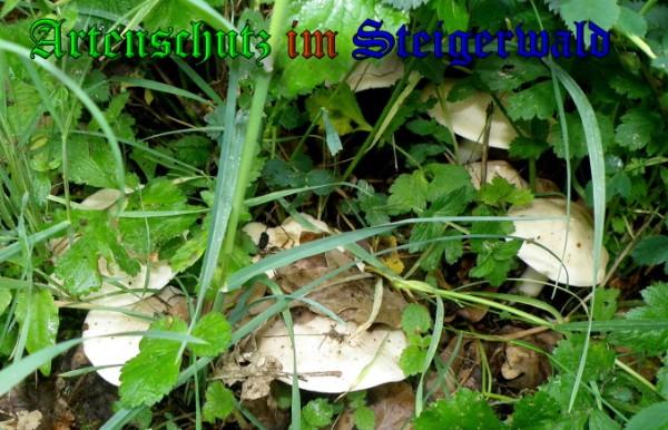 Copyright AiS / 2009 - Albert Meier Bild zum Eintrag (29005-160)