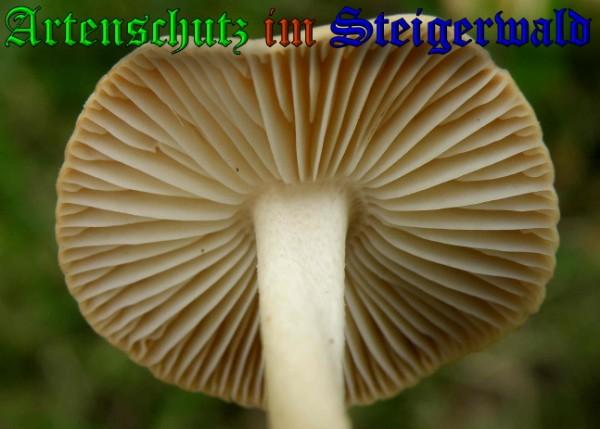 Copyright AiS / 2009 - Albert Meier Bild zum Eintrag (29009-160)