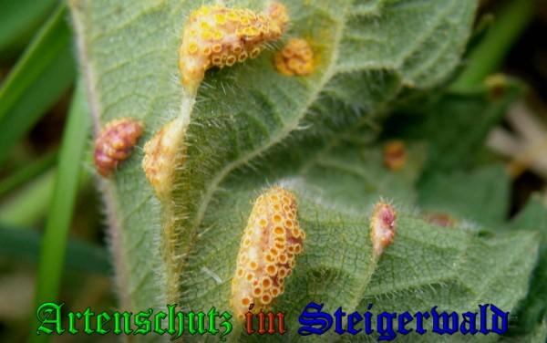Copyright AiS / 2009 - Albert Meier Bild zum Eintrag (29014-160)