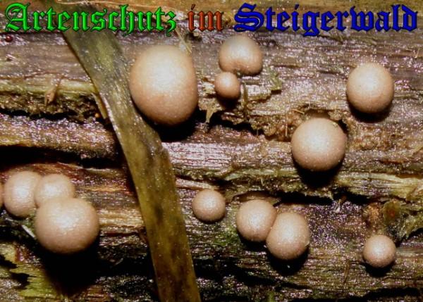 Copyright AiS / 2009 - Albert Meier Bild zum Eintrag (29017-160)