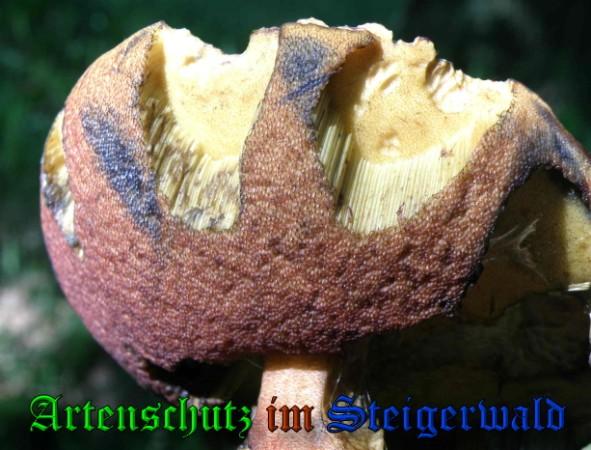 Copyright AiS / 2009 - Albert Meier Bild zum Eintrag (29027-160)