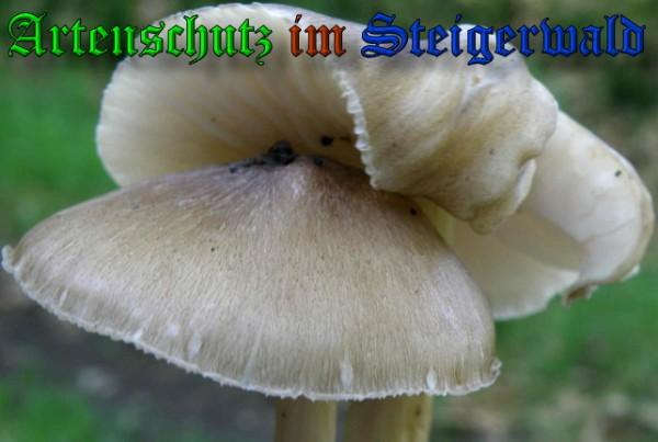 Copyright AiS / 2009 - Albert Meier Bild zum Eintrag (29033-160)